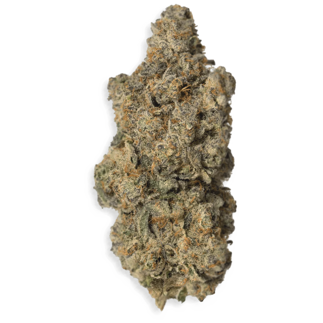Flor Indoor ⭐️⭐️⭐️  🔦 - French Cookies
