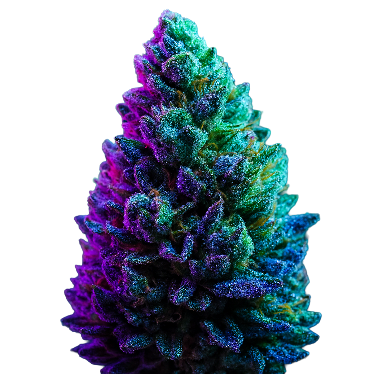 Flor Invernadero ⭐️⭐️ - Northern Lights