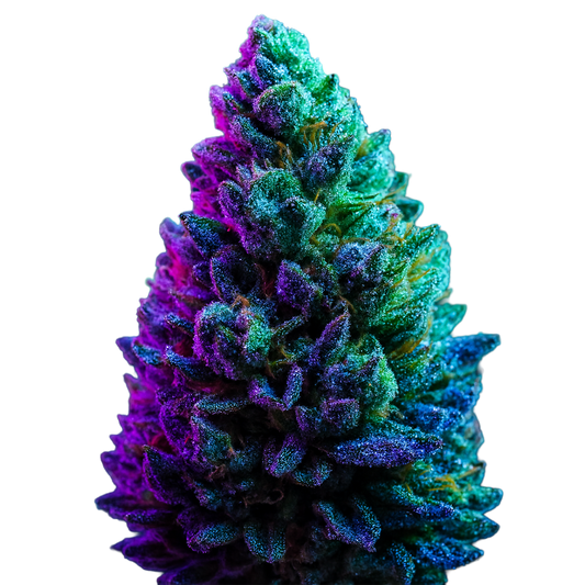 Flor Invernadero ⭐️⭐️ - Northern Lights